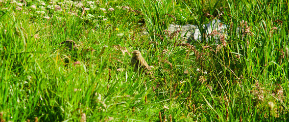 small bird in the grass