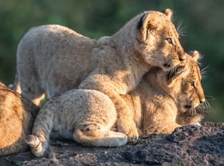 Fototapeta premium Lion Pride with several female adult lions and numerous babies and juveniles in Maasi Mara, Kenya.