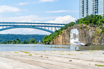 Seagull in New York City.
