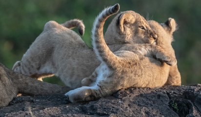 Lion Pride with several female adult lions and numerous babies and juveniles in Maasi Mara, Kenya.