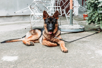 Beautiful German shepherd dog on the leash resting in the backyard. Dogs as pets