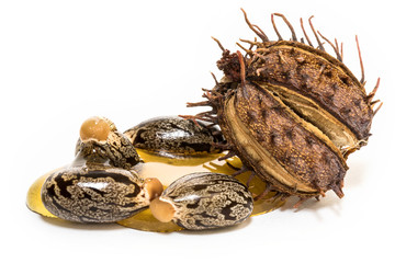 Castor oil seeds on white background