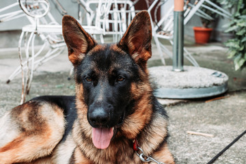 Beautiful German shepherd dog on the leash resting in the backyard.