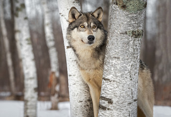 Grijze wolf (Canis lupus) Tussen bomen kijkt omhoog en naar rechts Winter