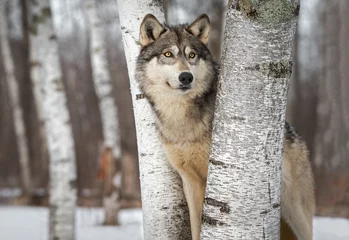Poster Im Rahmen Grauer Wolf (Canis lupus) zwischen Bäumen schaut nach oben und nach rechts Winter © hkuchera