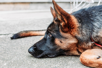 Close-up photo of depressed German shepherd dog in animal shelter.