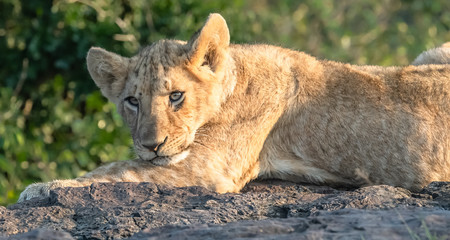 Obraz na płótnie Canvas Lion Pride with several female adult lions and numerous babies and juveniles in Maasi Mara, Kenya.