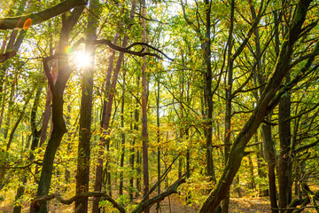 Herbstlandschaft, farbiges Herbstlaub an einem Baum