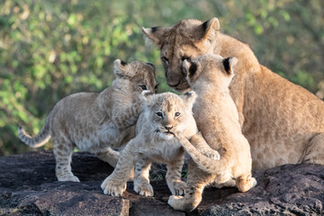 Fototapeta na wymiar Lion Pride with several female adult lions and numerous babies and juveniles in Maasi Mara, Kenya.