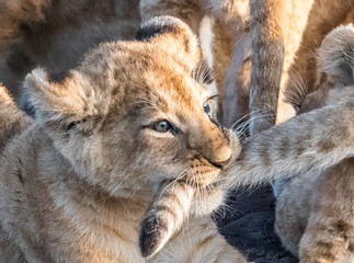 Fototapeta na wymiar Lion Pride with several female adult lions and numerous babies and juveniles in Maasi Mara, Kenya.