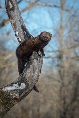 Fisher (Martes pennanti) Stares Out From Tree Winter