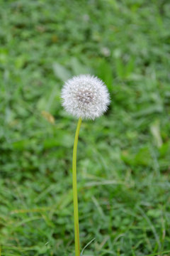 dandelion on background of green grass