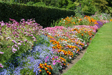 Beautiful flowerbed in the garden, botanical park.