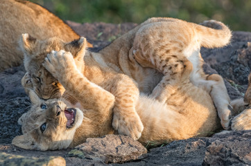 Lion Pride with several female adult lions and numerous babies and juveniles in Maasi Mara, Kenya.
