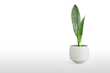 Sansevieria plant in pot on white table