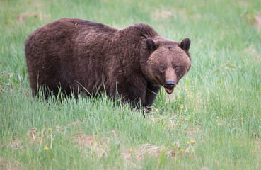 Fototapeta premium Grizzly bears during mating season