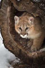 Female Cougar (Puma concolor) Peers Out from Inside Log Winter