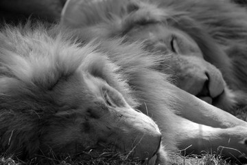 White lion is a rare color mutation of the lion. Until 2009 when the first pride of white lions was...