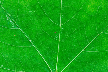 Nahaufnahme von einem herbstlichen Blatt (Ahorn)