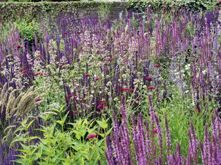 Buntes Staudenbeet, vorwiegende aus Salvia nemorosa