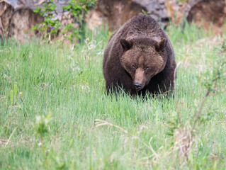 Naklejka na ściany i meble Grizzly bears during mating season