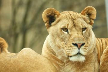 Captive Animal