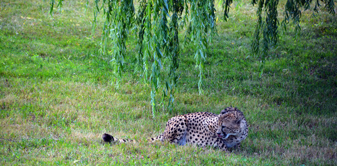 The cheetah is a large-sized feline inhabiting most of Africa and part of the Middle East.The cheetah is the only extant member of the genus Acinonyx,most notable for modifications in the species paws © Daniel Meunier