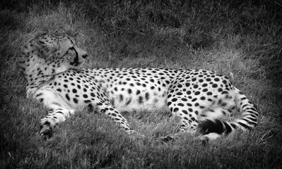 The cheetah is a large-sized feline inhabiting most of Africa and part of the Middle East.The cheetah is the only extant member of the genus Acinonyx,most notable for modifications in the species paws © Daniel Meunier