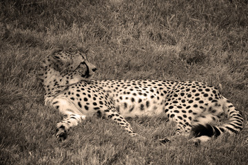 The cheetah is a large-sized feline inhabiting most of Africa and part of the Middle East.The cheetah is the only extant member of the genus Acinonyx,most notable for modifications in the species paws © Daniel Meunier