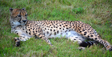 The cheetah is a large-sized feline inhabiting most of Africa and part of the Middle East.The cheetah is the only extant member of the genus Acinonyx,most notable for modifications in the species paws © Daniel Meunier