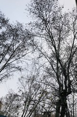 trees in winter