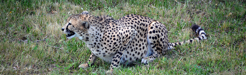 The cheetah is a large-sized feline inhabiting most of Africa and part of the Middle East.The cheetah is the only extant member of the genus Acinonyx,most notable for modifications in the species paws © Daniel Meunier