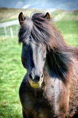 Obraz premium Islandpferd