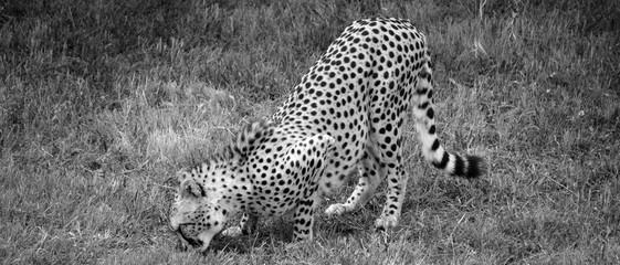 The cheetah is a large-sized feline inhabiting most of Africa and part of the Middle East.The cheetah is the only extant member of the genus Acinonyx,most notable for modifications in the species paws © Daniel Meunier