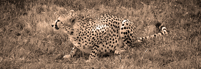 The cheetah is a large-sized feline inhabiting most of Africa and part of the Middle East.The cheetah is the only extant member of the genus Acinonyx,most notable for modifications in the species paws © Daniel Meunier