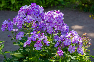 Blossom phlox paniculata in garden. Purple flower Phlox paniculata in natural background.
