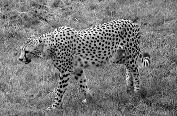 The cheetah is a large-sized feline inhabiting most of Africa and part of the Middle East.The cheetah is the only extant member of the genus Acinonyx,most notable for modifications in the species paws © Daniel Meunier
