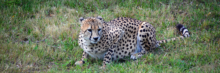 The cheetah is a large-sized feline inhabiting most of Africa and part of the Middle East.The cheetah is the only extant member of the genus Acinonyx,most notable for modifications in the species paws © Daniel Meunier