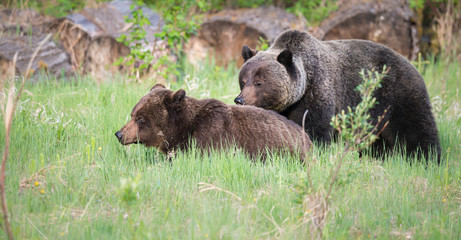 Plakat Grizzly bears during mating season