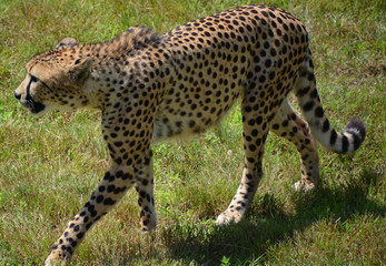 The cheetah is a large-sized feline inhabiting most of Africa and part of the Middle East.The cheetah is the only extant member of the genus Acinonyx,most notable for modifications in the species paws © Daniel Meunier