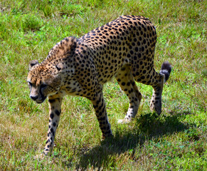 The cheetah is a large-sized feline inhabiting most of Africa and part of the Middle East.The cheetah is the only extant member of the genus Acinonyx,most notable for modifications in the species paws © Daniel Meunier