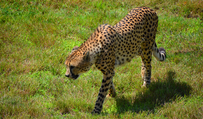 The cheetah is a large-sized feline inhabiting most of Africa and part of the Middle East.The cheetah is the only extant member of the genus Acinonyx,most notable for modifications in the species paws © Daniel Meunier