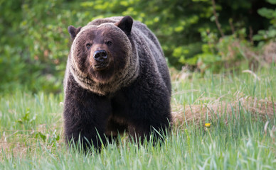 Plakat Grizzly bears during mating season