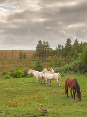 Obraz premium Four horses in a pasture, Three white and one brown. Warm sunny day, Cloudy sky, Rural landscape.