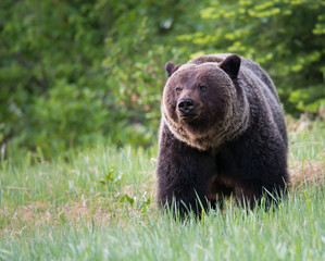 Obraz na płótnie Canvas Grizzly bears during mating season