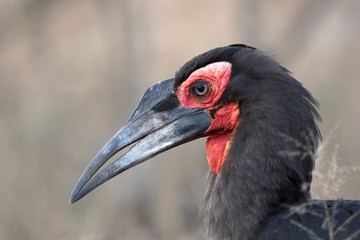 Close-up portrait of ground hornbill bird
