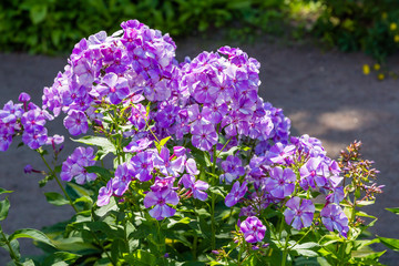 Obraz premium Blossom phlox paniculata in garden. Purple flower Phlox paniculata in natural background.