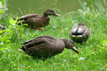 duck on grass