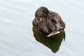 duck in water