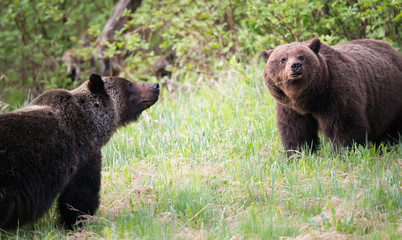 Fototapeta premium Grizzly bears during mating season
